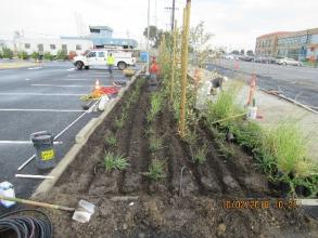 Plantings along Harbour Way South